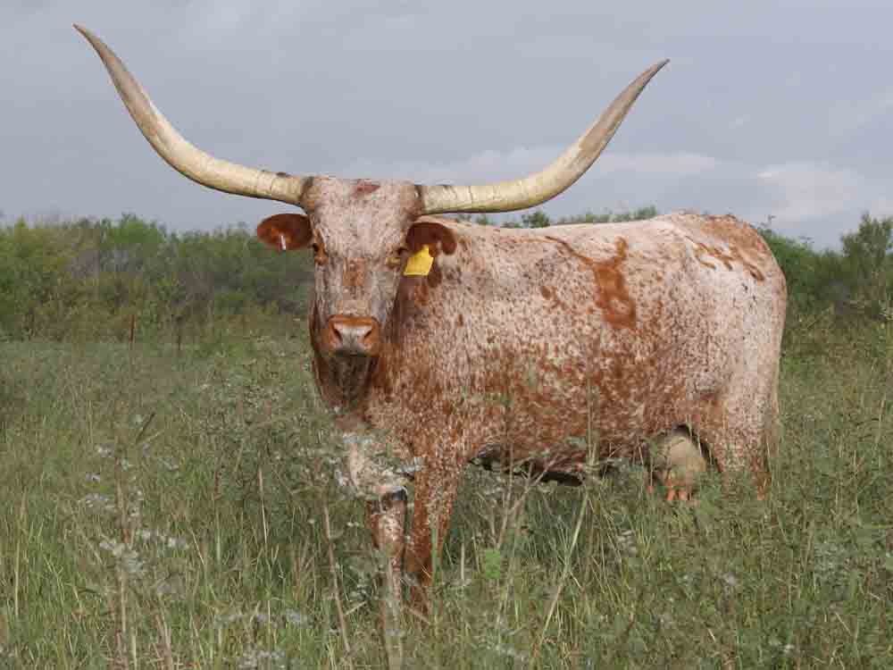 Rocking O Longhorns - Texas Longhorn Cattle For Sale Austin, Texas ...